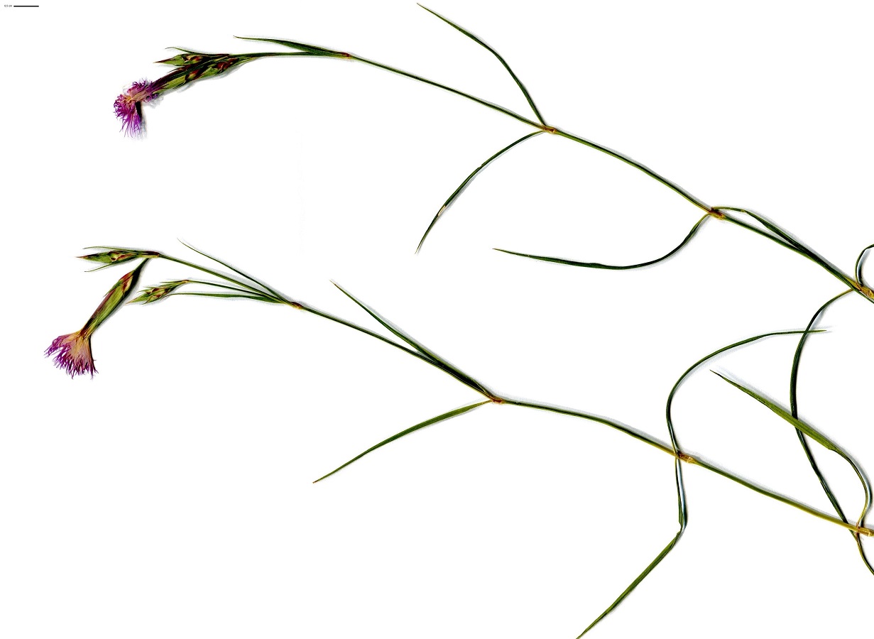Dianthus benearnensis x D. hyssopifolius (Caryophyllaceae)
